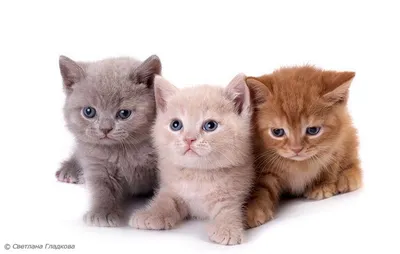Три котенка, три весёлых друга, …» — создано в Шедевруме