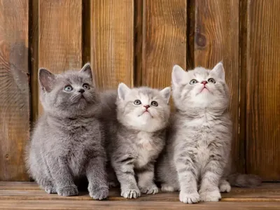 Три котенка-табуны смотрят вверх Стоковое Изображение - изображение  насчитывающей отечественно, смотреть: 161288113