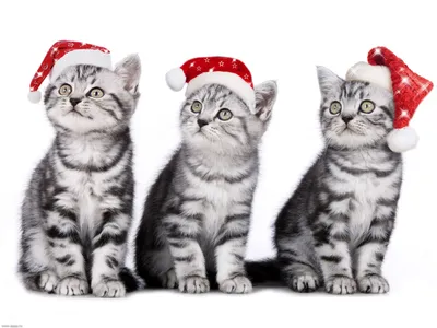 2 Мастер-класса: Три котенка + Глазки с белками в интернет-магазине Ярмарка  Мастеров по цене 2125 ₽ – TH5DWBY | Мастер-классы, Зеленоград - доставка по  России