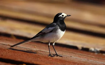 Трясогузка - описание птицы | Среда обитания и где можно встретить в походе
