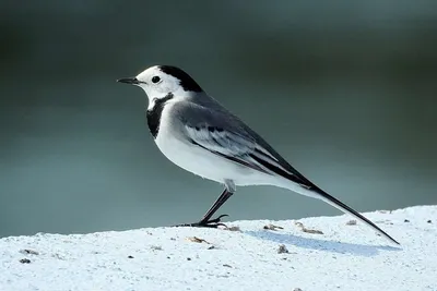 Белая трясогузка - eBird