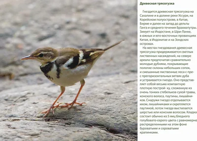 Союз охраны птиц России объявил птицу 2011 года