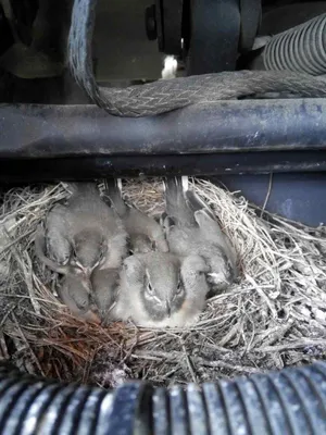 Как Белая трясогузка Motacilla alba кормит птенца. « Макрофотограф Сергей  Таланов