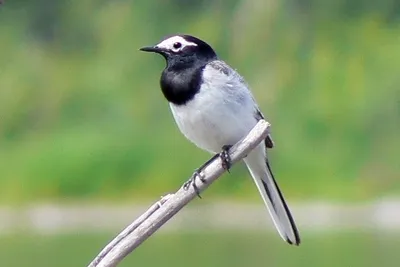 Белая трясогузка, пестрые трясогузки, трясогузки, Motacilla Alba Стоковое  Изображение - изображение насчитывающей серо, ангстрома: 136247977