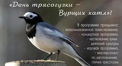 Трясогузки — птицы певчие