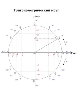 Тригонометрический круг