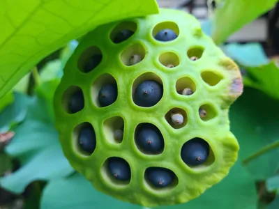 Armin Ariaei on X: \"#Trypophobia is an aversion to the sight of irregular  patterns or clusters of small holes, or bumps. It is not officially  recognized as a mental disorder, but may