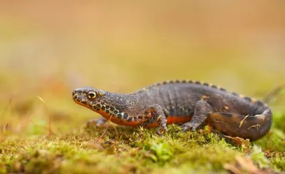 🦎❤️ нэцкэ, фрактальная оболочка, …» — создано в Шедевруме