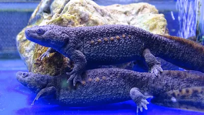 Crested Cristatus Triturus тритона около Valliguieres, Франции Стоковое  Фото - изображение насчитывающей заводы, гребень: 33034250