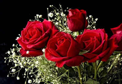 Обои Цветы Розы, обои для рабочего стола, фотографии цветы, розы, стебель,  роза, лист Обои для рабочего стола, скачать обои картинки заставки на  рабочий стол.
