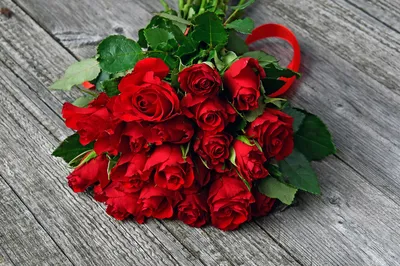 Фото Розы красная Цветы Бутон Белый фон 600x800