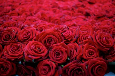 Обои розы, троянди, гипсофил, раздел Цветы, размер 1920x1200 HD WUXGA -  скачать бесплатно картинку на рабочий стол и телефон