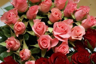 Красивые розы картинки - 78 фото