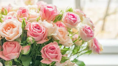 Найкращі фото (10 000+) за запитом «Рожеві Троянди» · Безкоштовне  завантаження · Стокові фото Pexels
