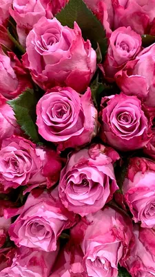 Свежие 31 розовая роза под ленту по цене 7116 ₽ - купить в RoseMarkt с  доставкой по Санкт-Петербургу