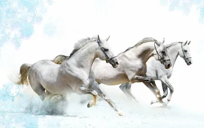 Тройка белых коней» картина Когай Жанны маслом на холсте — купить на  ArtNow.ru