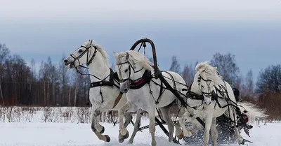 Вот мчится тройка удалая... | Матроны.RU