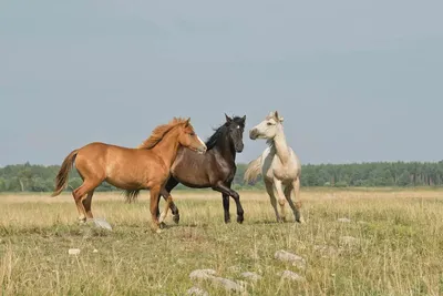 Тройка лошадей | РИА Новости Медиабанк