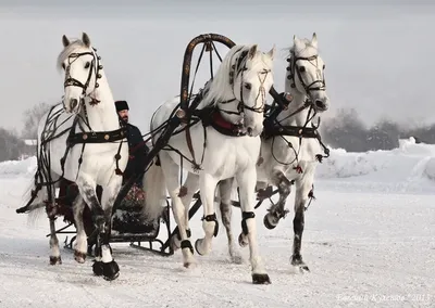 Фотообои Тройка лошадей артикул Anm-187 купить в Оренбург|;|9 |  интернет-магазин ArtFresco