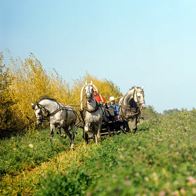 Тройка лошадей\", 43*29см, набор для вышивания калиброванным бисером Тайвань  - купить с доставкой по выгодным ценам в интернет-магазине OZON (832815761)