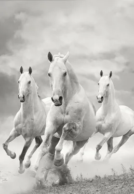 Тройка лошадей рисунок - 71 фото