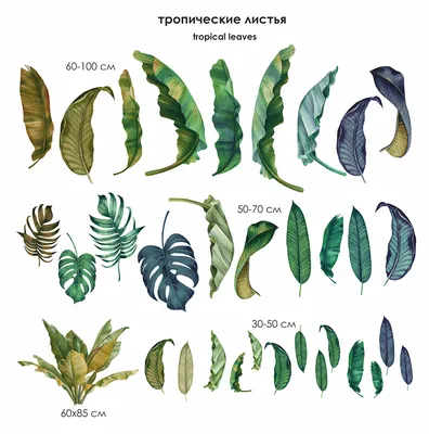 Плакат Тропические листья маслом