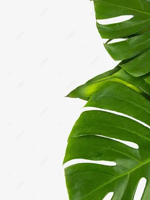 Различные тропические листья Стоковое Фото - изображение насчитывающей  природа, красивейшее: 102691478