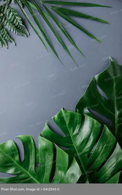 Фотообои Абстрактные тропические листья u75827 купить в Украине |  Интернет-магазин Walldeco.ua