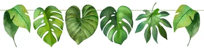 Летние тропические листья обои мобильного телефона Фон Обои Изображение для  бесплатной загрузки - Pngtree