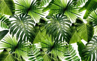 Зеленые тропические листья на цветном фоне :: Стоковая фотография ::  Pixel-Shot Studio