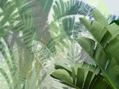 Картина Тропические листья монстера - купить
