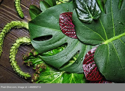 Различные тропические листья Стоковое Изображение - изображение  насчитывающей природа, флористическо: 102912347