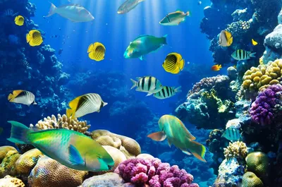 Тропические рыбы карибского моря Стоковое Изображение - изображение  насчитывающей кармен, коралл: 35886135