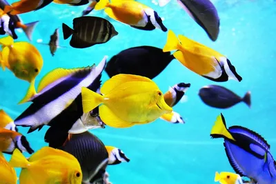 Фотообои Кораллы тропические рыбки купить на стену • Эко Обои