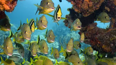 Картина по номерам Красиво Красим Тропические рыбки, 60 х 80 см -  характеристики и описание на Мегамаркет