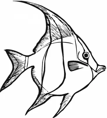 Онлайн пазл «Тропические рыбки»