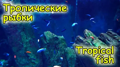 Тропические рыбки, пурпур, зелёный, …» — создано в Шедевруме