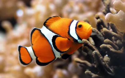 рыбы тропические стоковое изображение. изображение насчитывающей риф -  10195263
