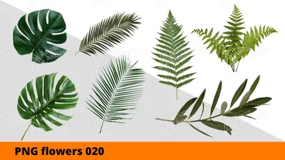 Тропики Растения Джунгли - Бесплатная векторная графика на Pixabay - Pixabay