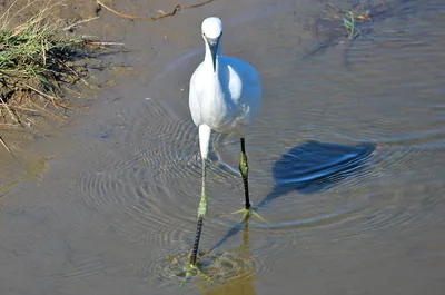 Цапли из Флориды - Herons. Photographer Etkind Elizabeth