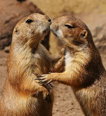10 очаровательных фотографий целующихся животных | ЭкоДрайв | Дзен