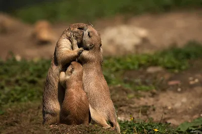 Эта галерея не оставит вас равнодушными: 15 умилительных фото целующихся  животных