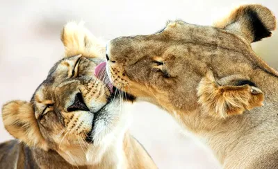 Да, животные тоже целуются и делают это восхитительно | Пикабу