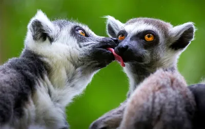 18 целующихся животных, доказывающих, что проявлять нежность умеют не  только люди