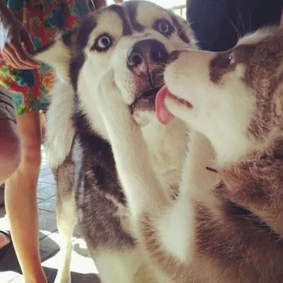 Поцелуи животных