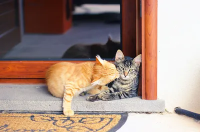 Животные тоже целуются!) | Пикабу