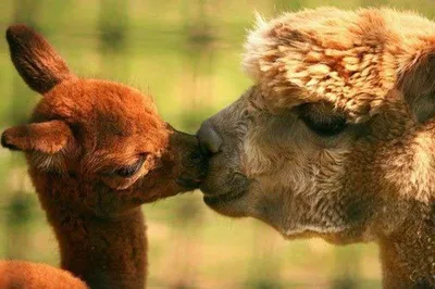 Пара целующихся элементов, поцелуй, рот, животное, маленькая овечка, милая  мультяшная кукла, подарок на День святого Валентина для пары | AliExpress