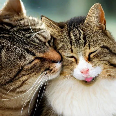 Пара целующихся котов деревянных высота 15 см (ID#626685413), цена: 460 ₴,  купить на Prom.ua