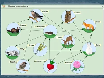 Цепи питания. Круговорот веществ в природных сообществах (5–8 кл.) •  Биология, Экология • Фоксфорд Учебник