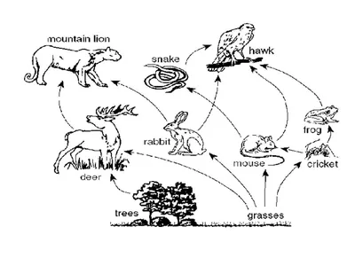 значок цветовой линии цепи питания. модель поедания природы. Иллюстрация  вектора - иллюстрации насчитывающей цикл, линейно: 227332634